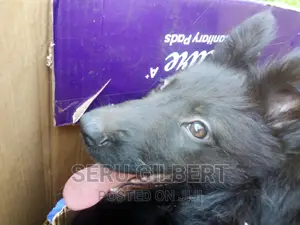 3-6 months Female Purebred German Shepherd