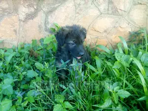 1-3 months Male Purebred German Shepherd