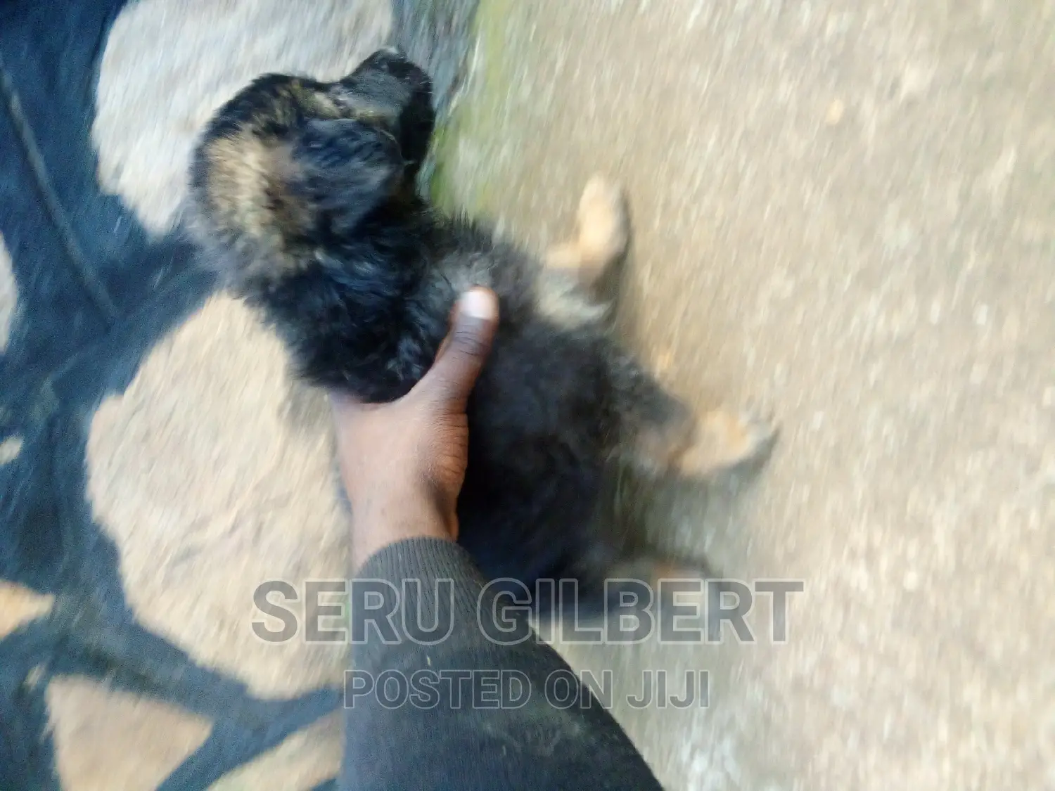 1-3 months Male Purebred German Shepherd