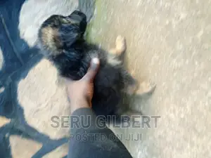 1-3 months Male Purebred German Shepherd