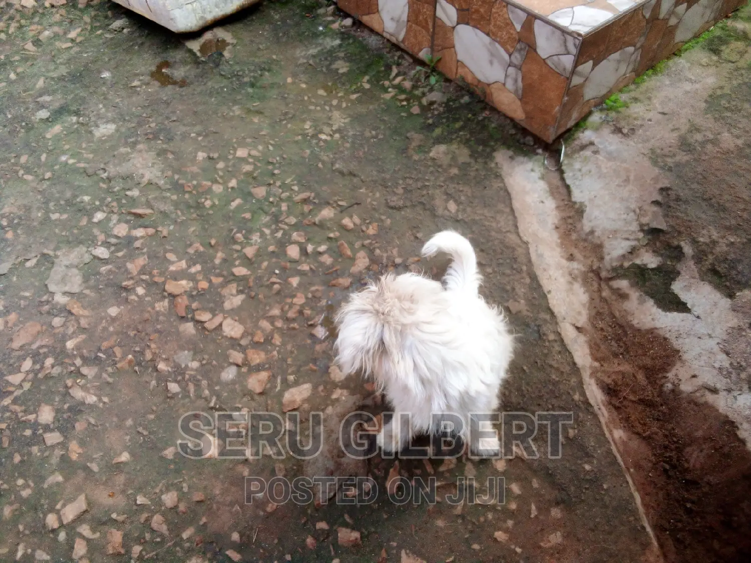 3-6 months Male Purebred Maltese