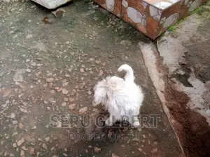 Photo - 3-6 months Male Purebred Maltese
