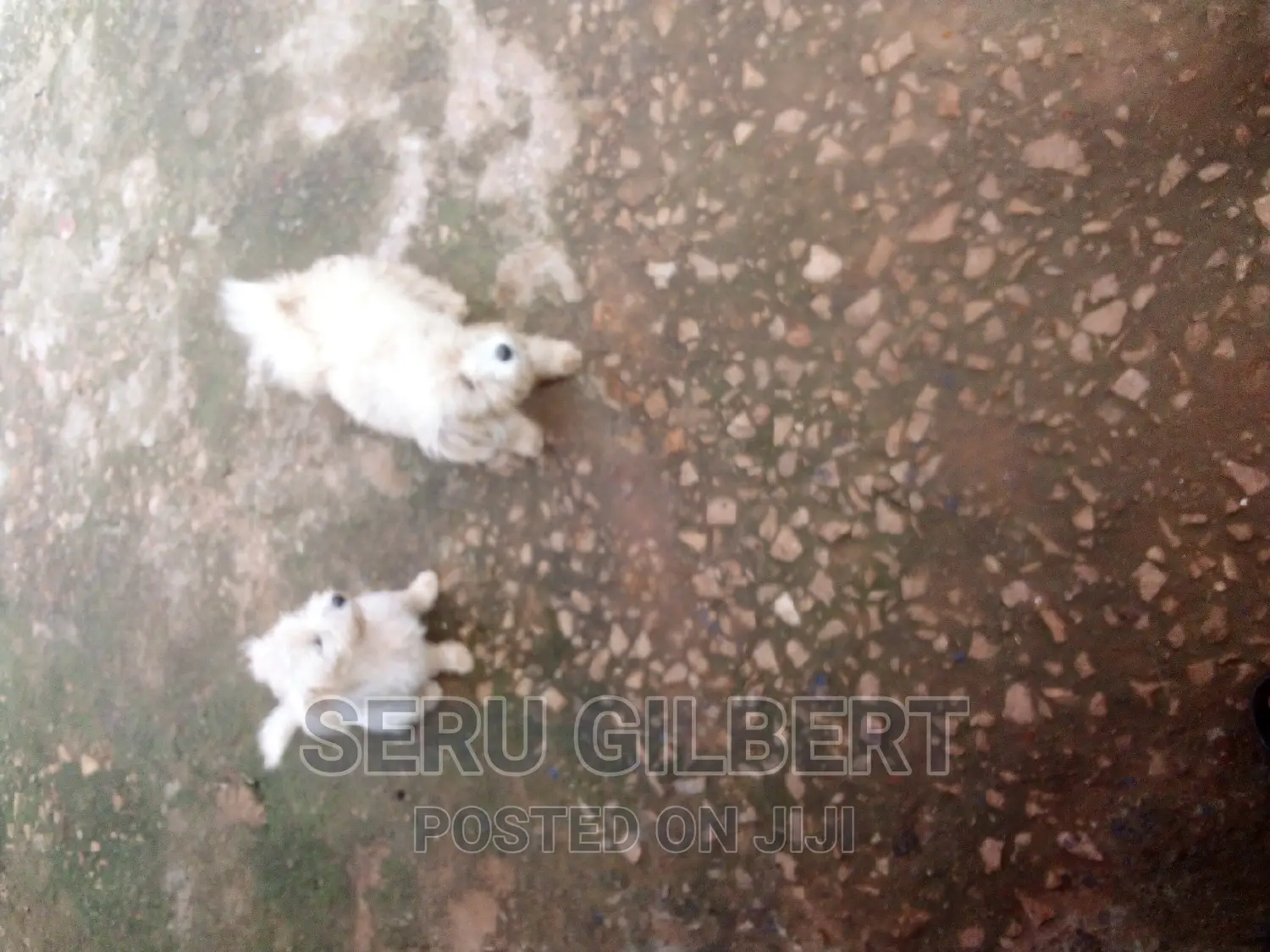 3-6 months Male Purebred Maltese