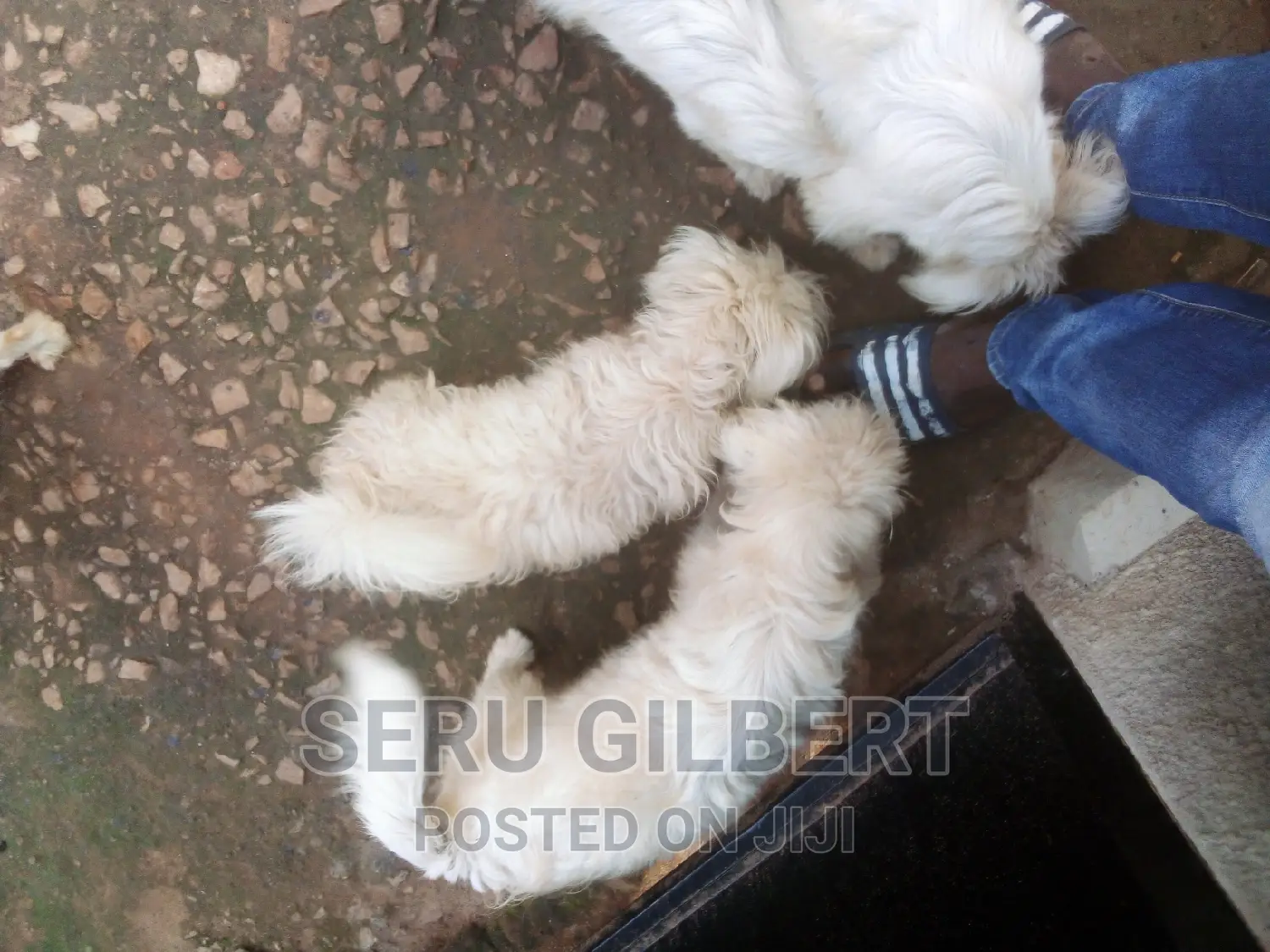 1-3 months Male Purebred Maltese