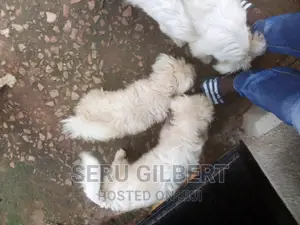 Photo - 1-3 months Male Purebred Maltese