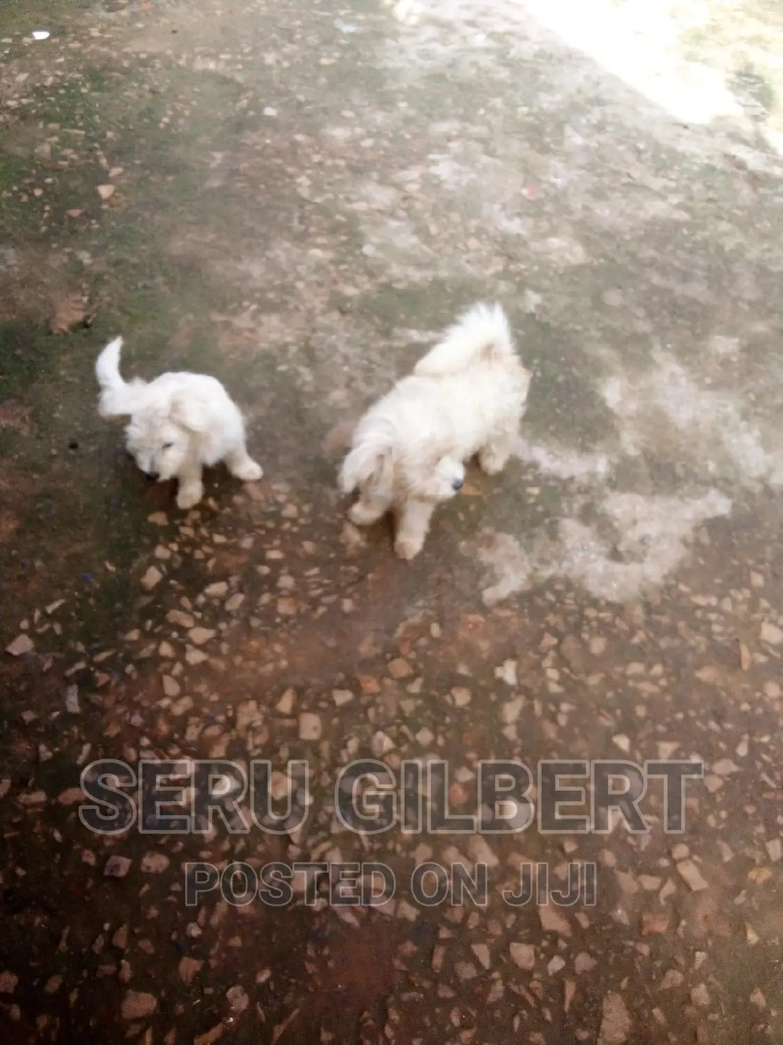 3-6 months Male Purebred Maltese