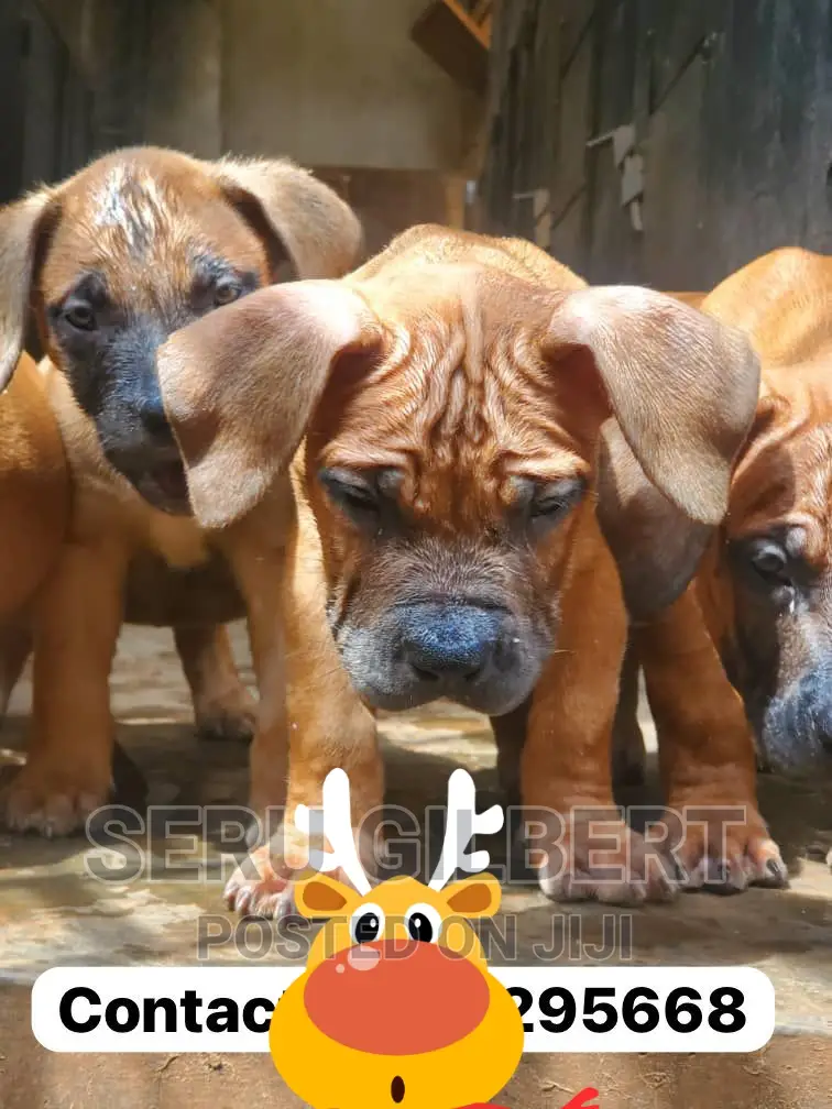 1-3 months Male Purebred Boerboel