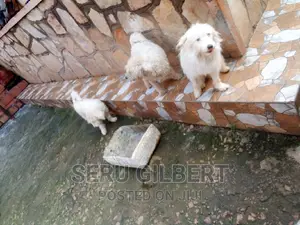 3-6 months Male Purebred Maltese