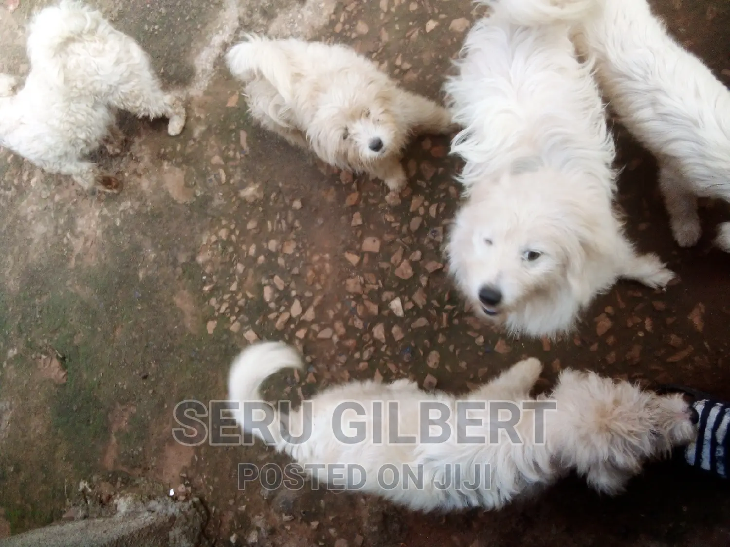 3-6 months Male Purebred Maltese