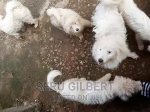3-6 months Male Purebred Maltese