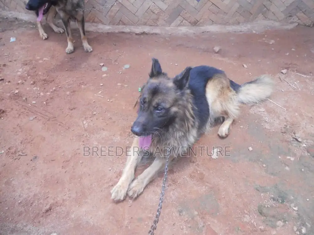 6-12 months Female Purebred German Shepherd