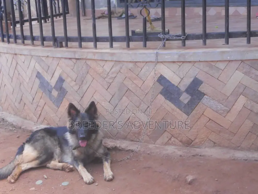 6-12 months Female Purebred German Shepherd