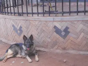 6-12 months Female Purebred German Shepherd