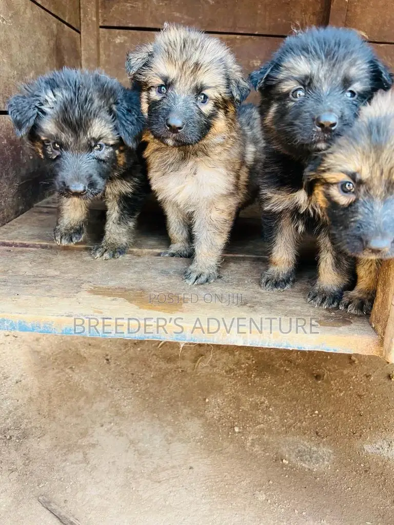 1-3 months Male Purebred German Shepherd