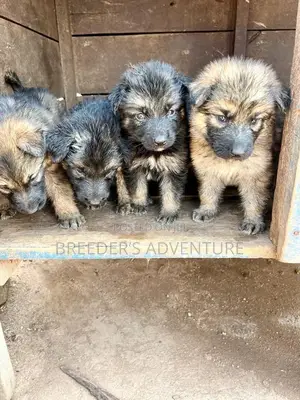 1-3 months Male Purebred German Shepherd