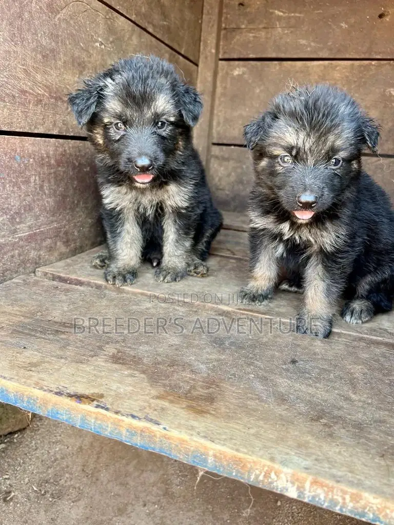 1-3 months Female Purebred German Shepherd