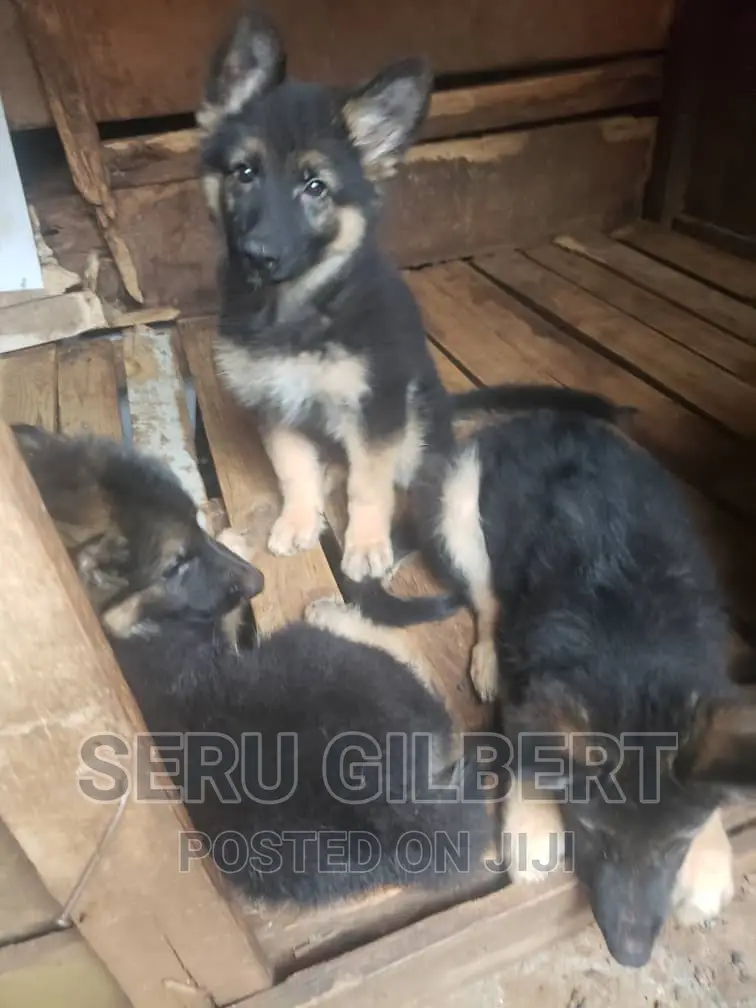 1-3 months Male Purebred German Shepherd