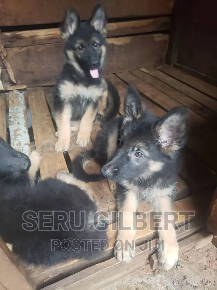 3-6 months Male Purebred German Shepherd