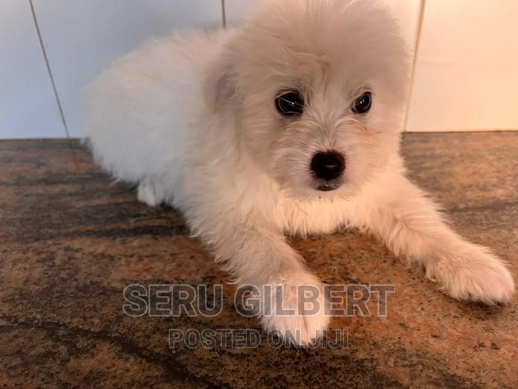 3-6 months Female Purebred Maltese