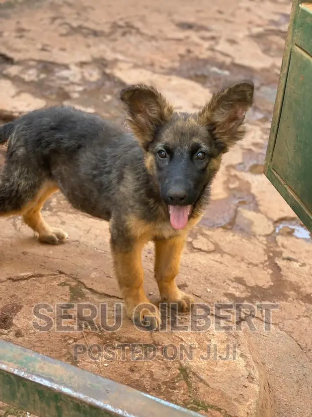 German Shepherd Double Coat Months 1-3 Months Female Purebred
