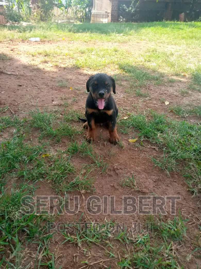 1-3 months Male Purebred Rottweiler