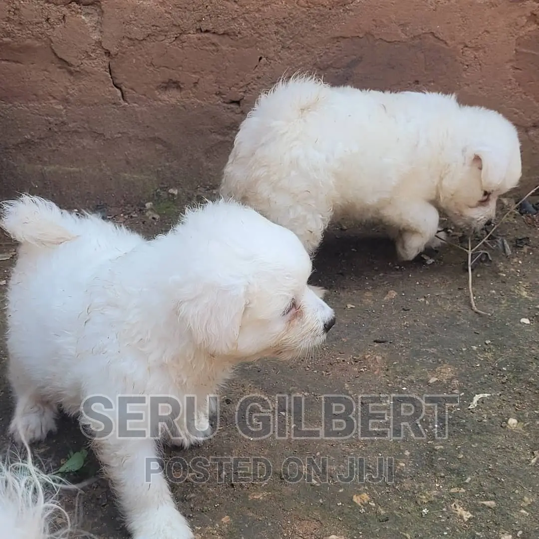 3-6 months Male Purebred Maltese