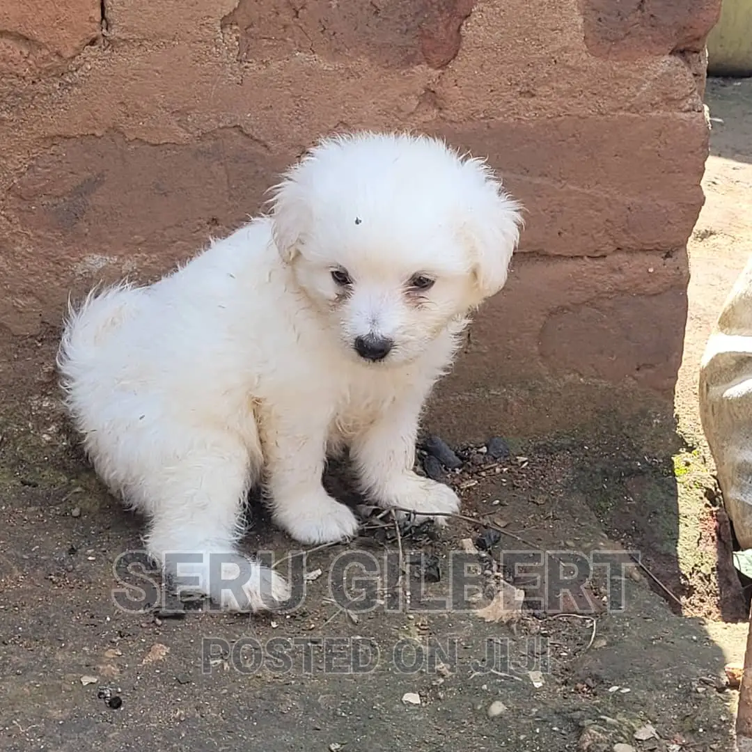 3-6 months Male Purebred Maltese