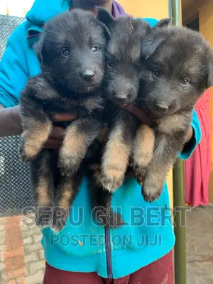 1-3 months Male Purebred German Shepherd