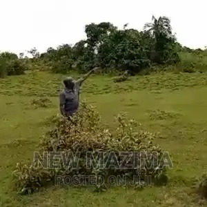 Very Strategic 80 Acres Onquicksale Masaka Kalisizo Kakyanga