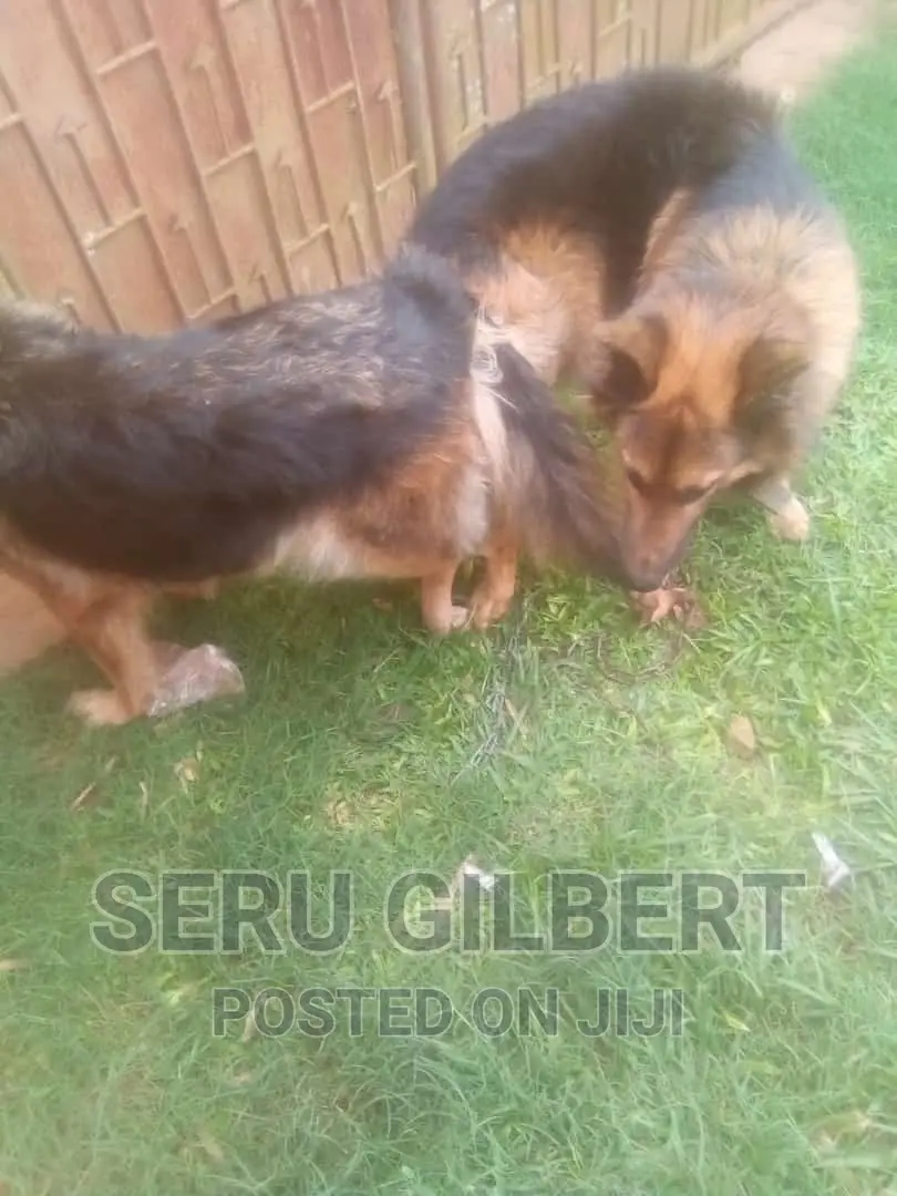 1-3 months Male Purebred German Shepherd