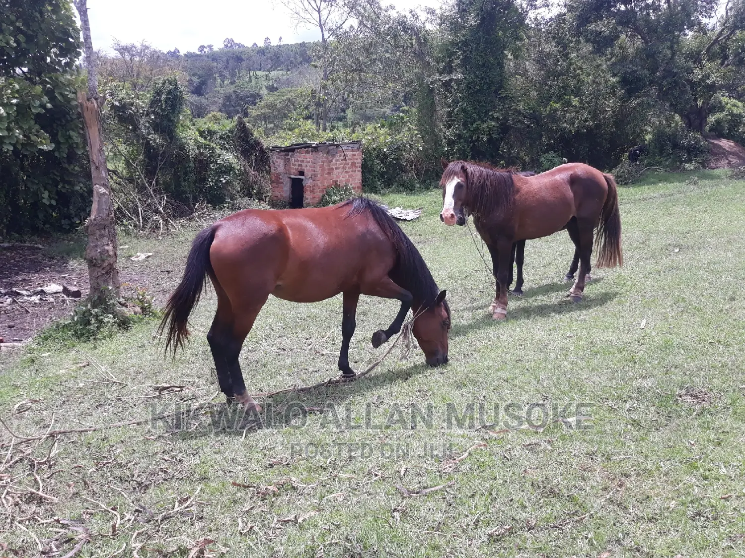 Horses for Sale. Ponnys, Stallion, Mare and Gilding.