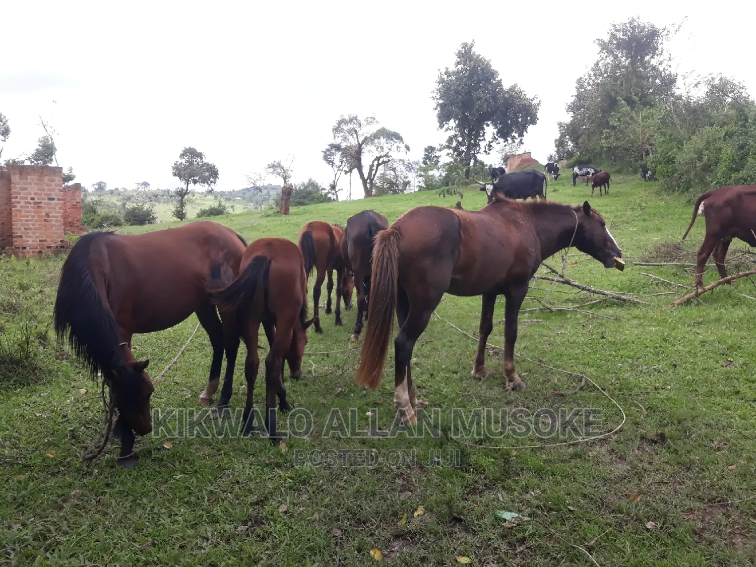 Horses for Sale. Ponnys, Stallion, Mare and Gilding.
