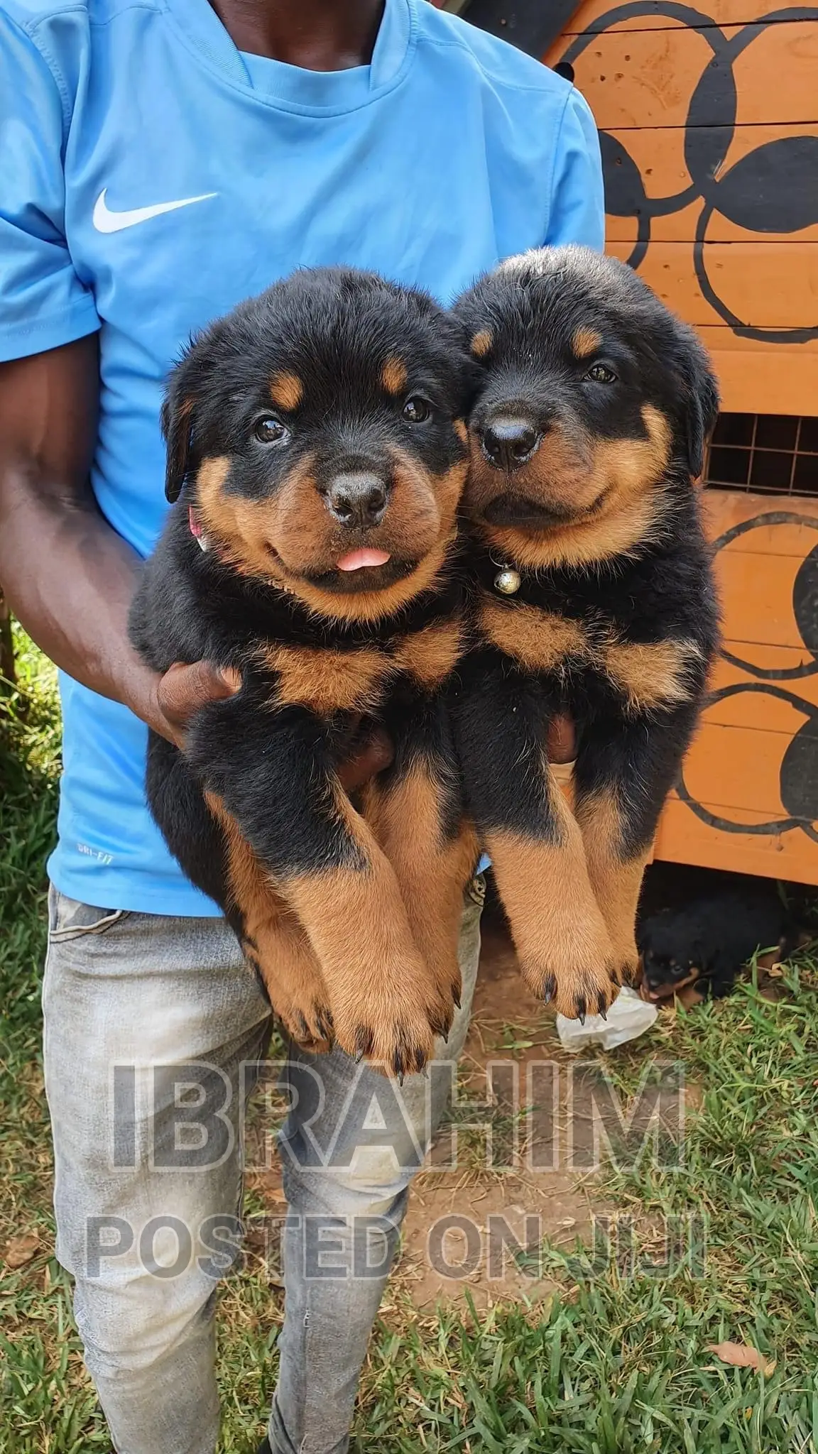 1-3 months Male Purebred Rottweiler