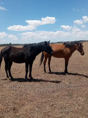 Horses for Sale. Ponnys, Stallion, Mare and Gilding.
