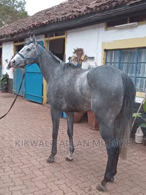 Horses for Sale. Ponnys, Stallion, Mare and Gilding.
