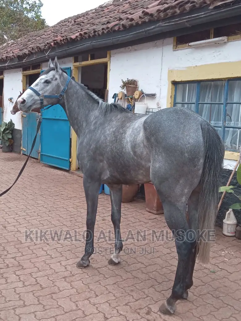 Horses for Sale. Ponnys, Stallion, Mare and Gilding.