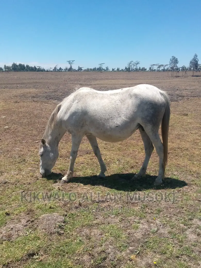 Horses for Sale. Ponnys, Stallion, Mare and Gilding.