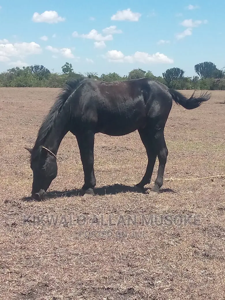 Horses for Sale. Ponnys, Stallion, Mare and Gilding.
