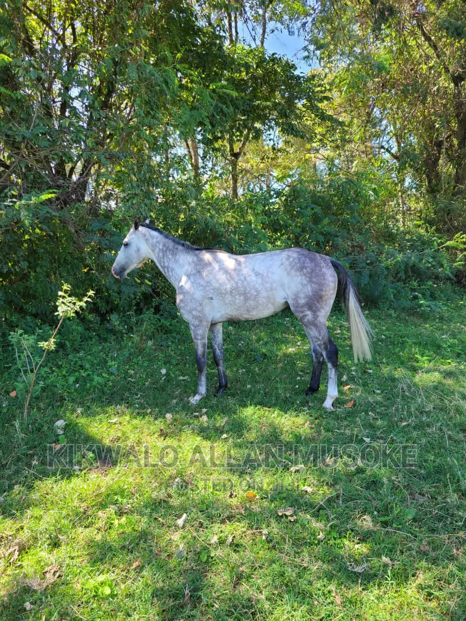 Horses for Sale. Ponnys, Stallion, Mare and Gilding.