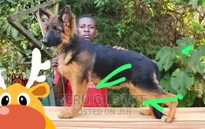 3-6 months Male Purebred German Shepherd