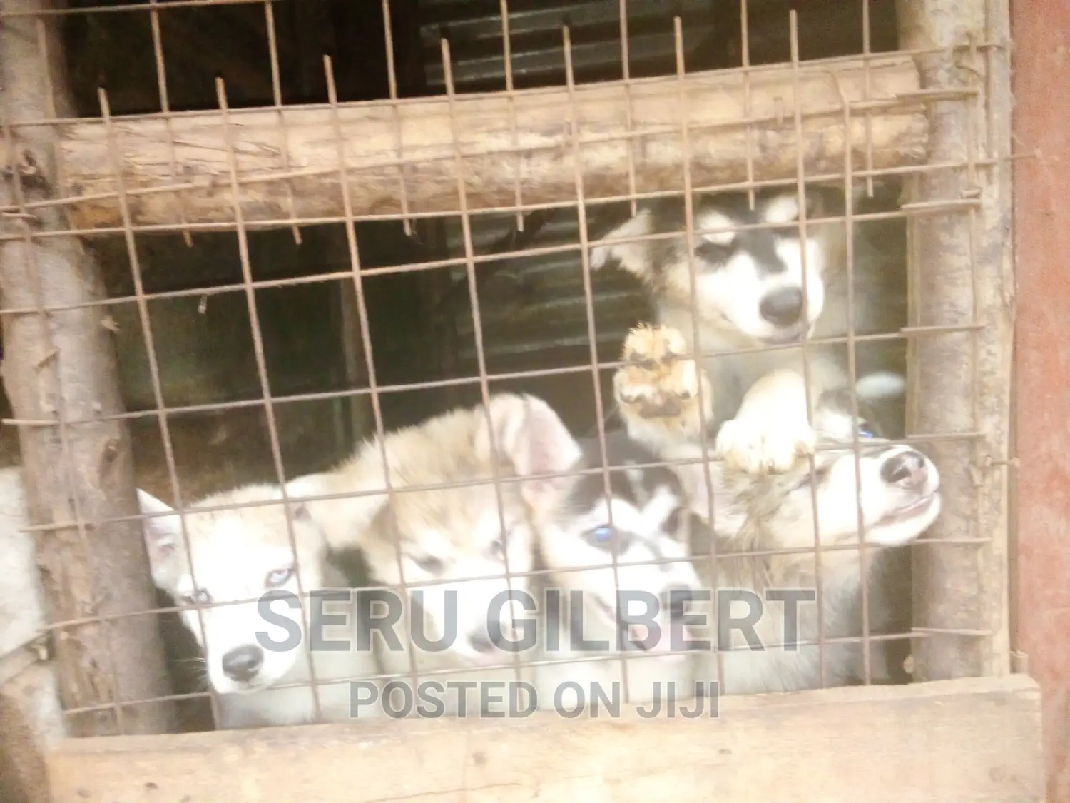 3-6 months Male Purebred Siberian Husky