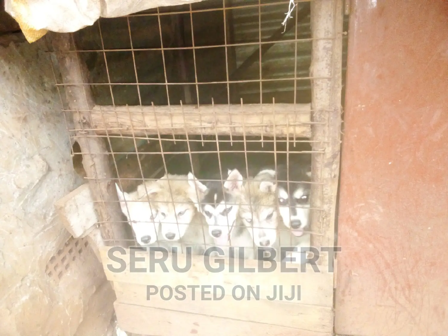 1-3 months Male Purebred Siberian Husky