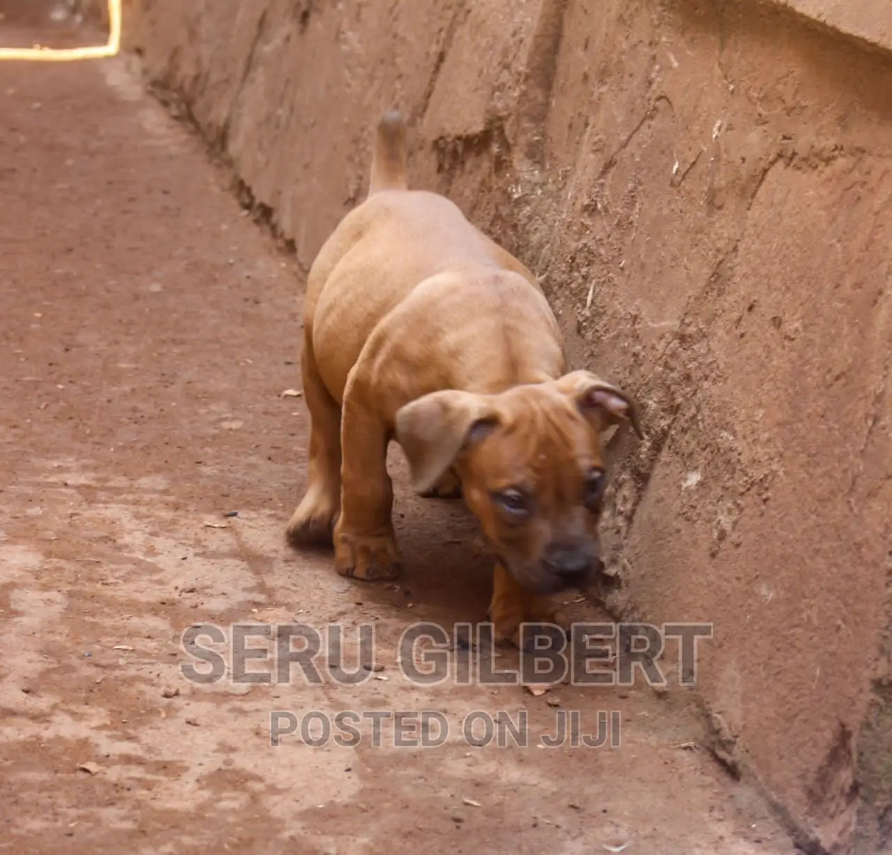 3-6 months Male Purebred Boerboel