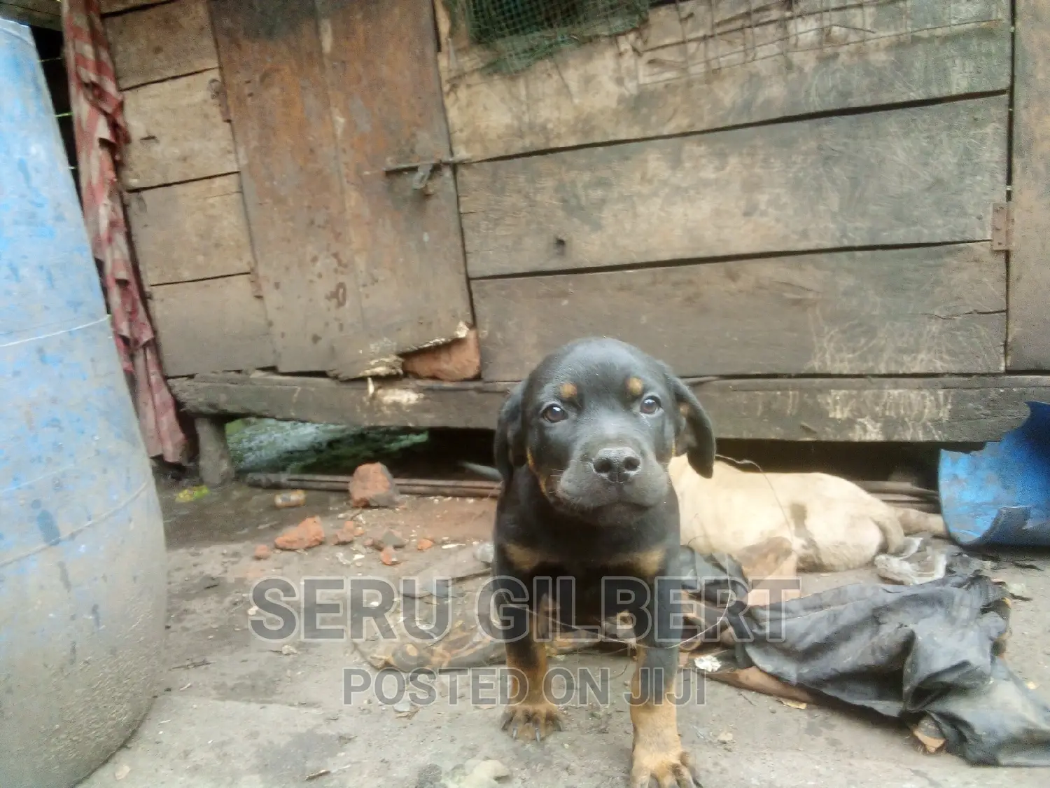 3-6 months Female Purebred Rottweiler