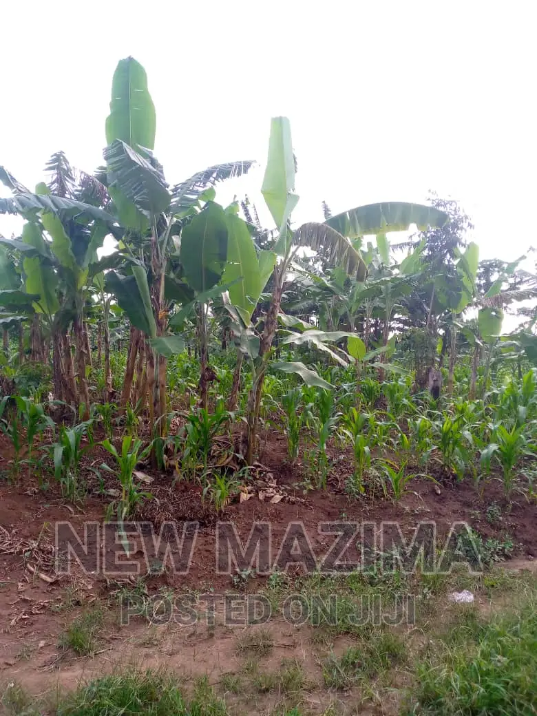 13 Acres on Forcedsale Heart of Bombo Kalure Starting on Rd