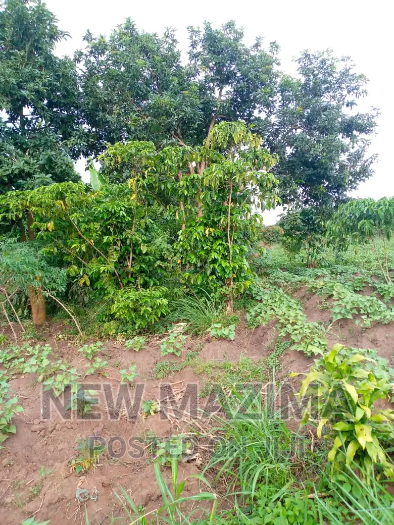 13 Acres on Forcedsale Heart of Bombo Kalure Starting on Rd