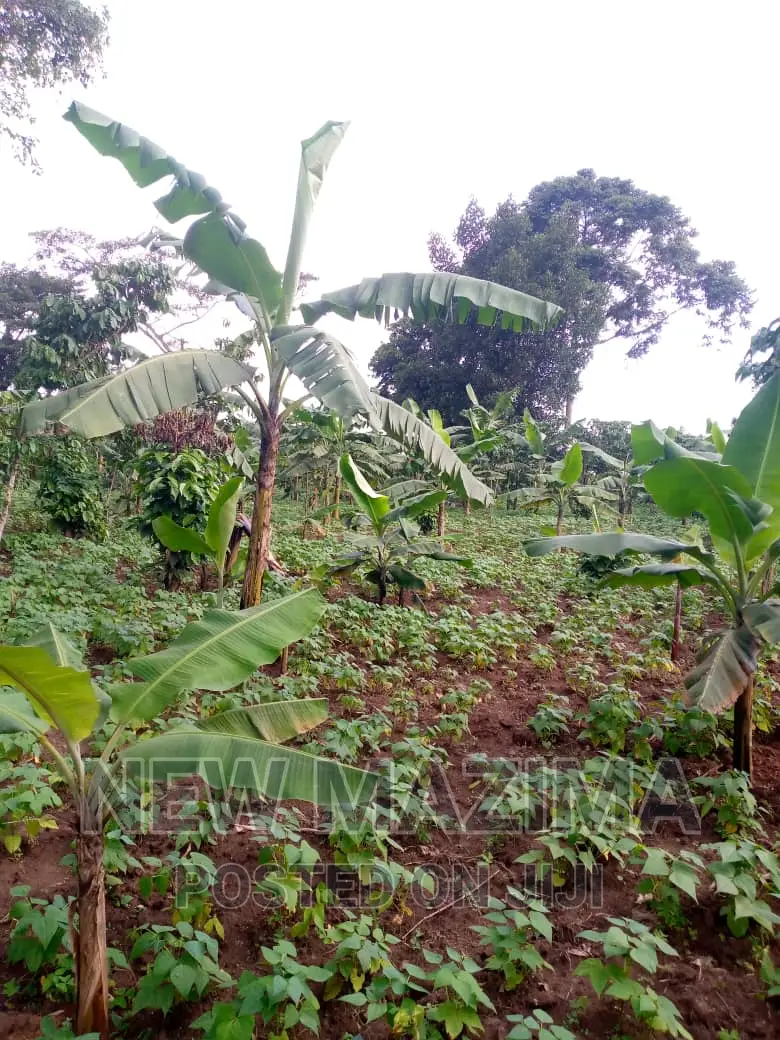 13 Acres on Forcedsale Heart of Bombo Kalure Starting on Rd