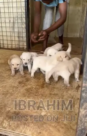 1-3 months Male Purebred Labrador Retriever