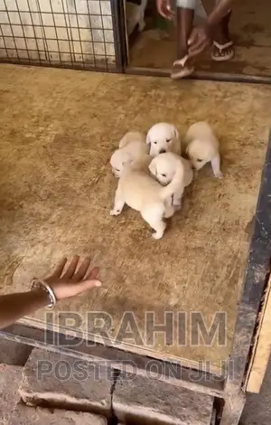 1-3 months Male Purebred Labrador Retriever
