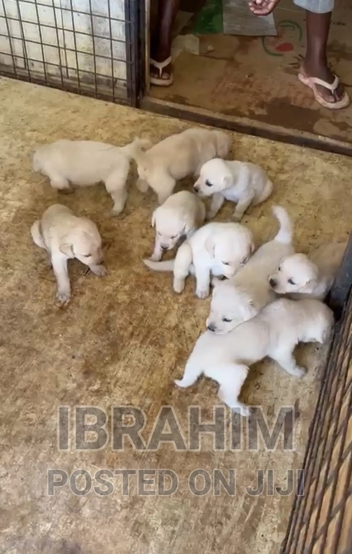 1-3 months Male Purebred Labrador Retriever